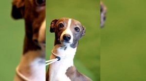 Левретка. Плюсы и минусы, Цена, Как выбрать, Факты, Уход, История