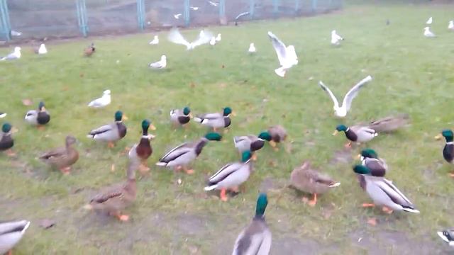 дикие утки дома в городе Щецин смотреть онлайн