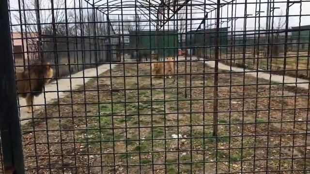 Камышовый лев показал, какой он высокий! Тайган The lion showed how tall he is! Taigan смотреть онлайн