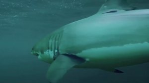 Сезон акул 2020