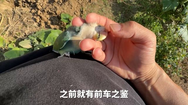 小鹦鹉以为自己是大哥，到处惹事打架，输了还会撒娇要安慰【天下一场梦】 смотреть онлайн