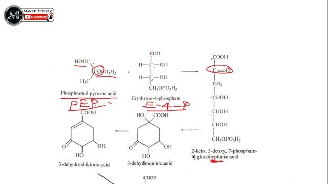 shikimic acid pathway смотреть онлайн