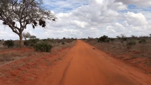 This is the famous land that makes elephants red - Tsavo East National Park - Kenya - Africa смотреть онлайн