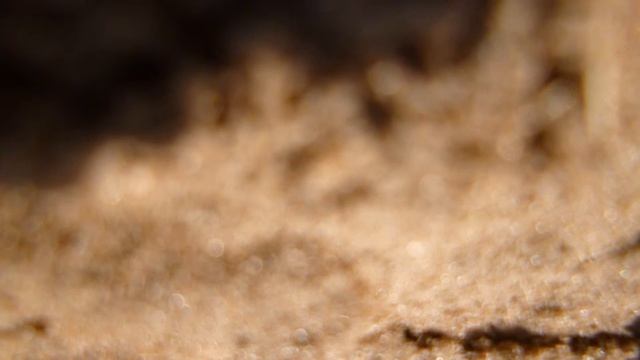 Свободная лошадь. Жеребец смотреть онлайн