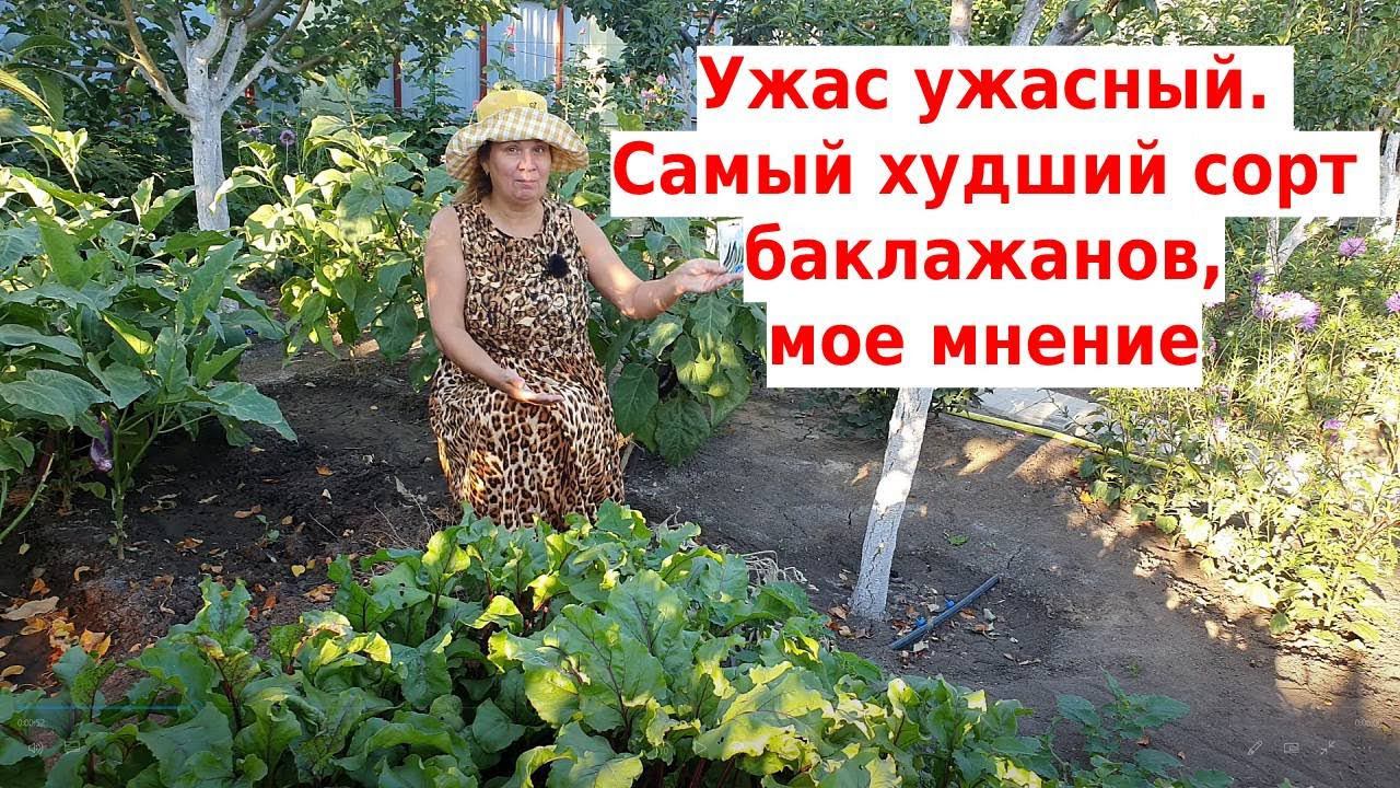 УЖАС УЖАСНЫЙ ❗ Ни когда не сажайте этот баклажан смотреть онлайн