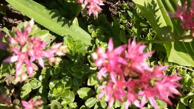 #garden #sedum #дача #почвопокровники #седумрозовый / Цветение седума   ( лат.sedum) розового