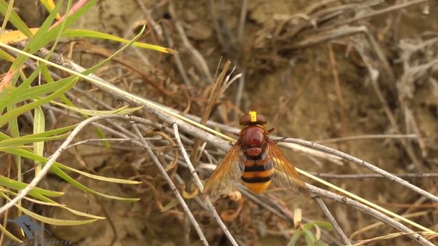 Осы и пчёлы. Роющие. Hymenoptera смотреть онлайн