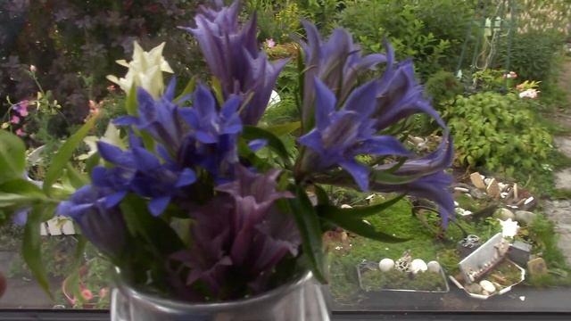 И снова о горечавках,какие различия.... смотреть онлайн