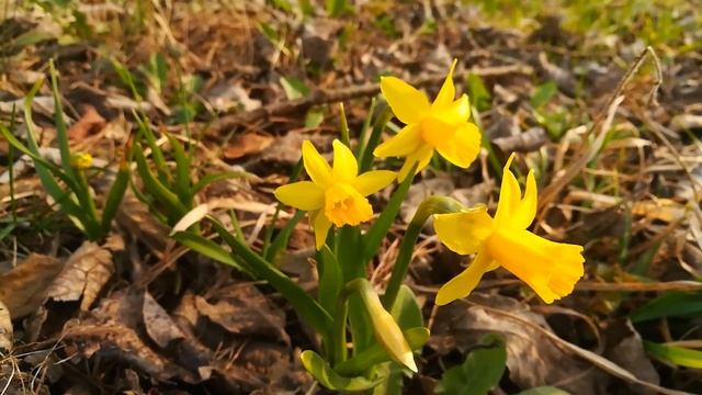 Карликовые нарциссы тет-а-тет. 29 марта 2020 года смотреть онлайн
