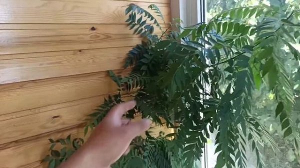 Муррайя Кёнига, Чёрная Муррайя.Murraya koenigii