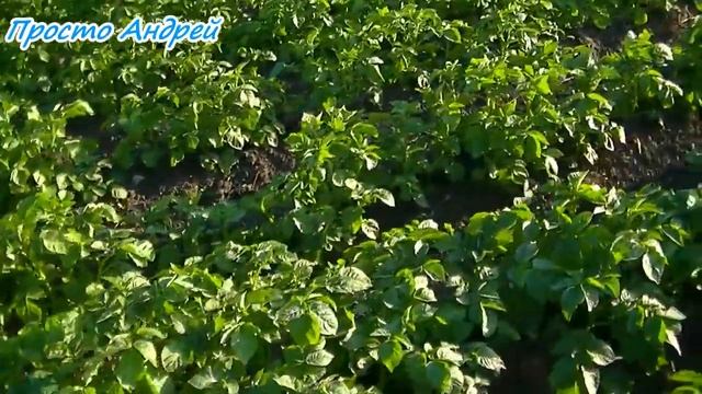 НУТРИЯ И ЛЕТНЕЕ КОРМЛЕНИЕ КОГДА И ЧЕМ смотреть онлайн