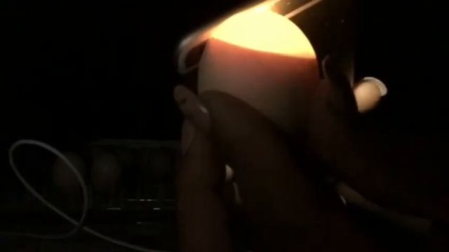 Our first ever Ayam cemani eggs Day 18 lockdown! смотреть онлайн