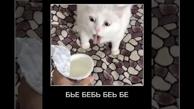 Алё, ахахаха?