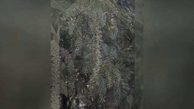 ЛАПИНА (PTEROCARYA) cем. Ореховые смотреть онлайн