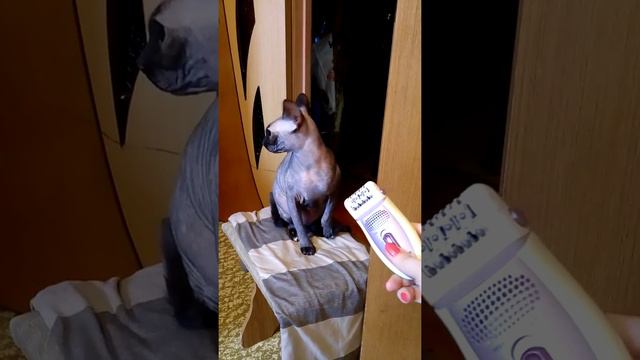 Сфинкс против бритвы! смотреть онлайн