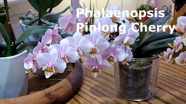 Цветение марта 2021 смотреть онлайн