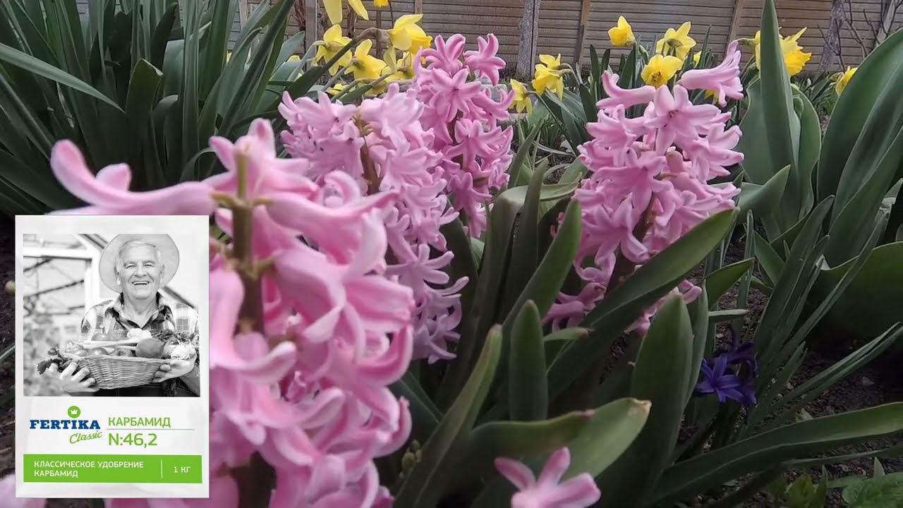 Кустовые розы - Шрабы. Реанимация после морозов. смотреть онлайн