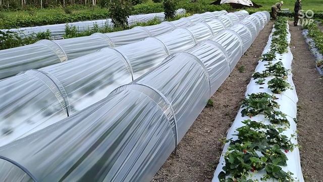 22-23 августа 2022г.?Отрабатываем технологию Мини-Тоннелей над грядками с Клубникой в Сибири. +8° смотреть онлайн