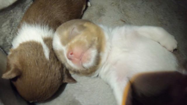 Желаем всем СПОКОЙНОЙ НОЧИ и ДОБРЫХ СНОВ / Щенки породы ЧИХУАХУА купить в питомнике Мари Мистик СПб смотреть онлайн