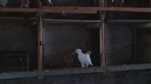 #Голуби #Бойные.  Бойные Голуби Тимонина Сергея!