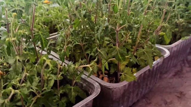 Дела тепличные. Про то что всходит и укореняется и про текущие дела. смотреть онлайн