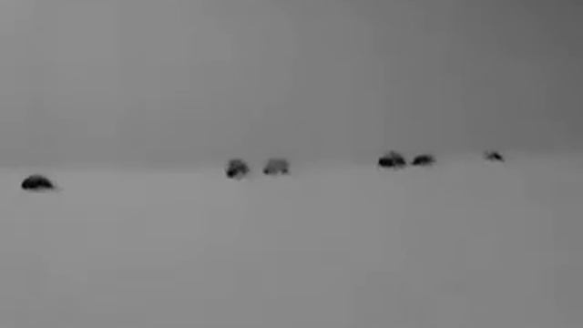 TrackIR 50 termowizor monokular dziki na polu w nocy смотреть онлайн