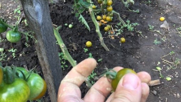 Томат ЗЕЛЕНЫЙ ДОКТОР. Green Doctors tomato