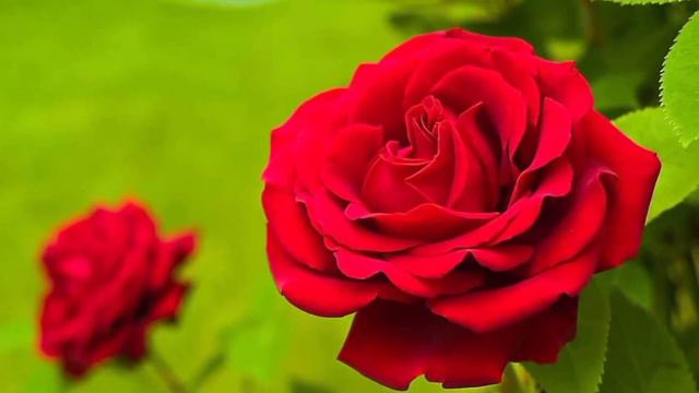 Khwab Mein Phool Dekhna || Flowers Dream Meaning || Khwab Mein Gulab Ka Phool Dekhne Ki Tabeer