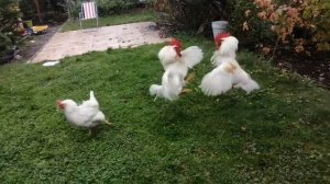 Куры на улеце. Как можно сделать, чтобы петухи не дрались?? ???