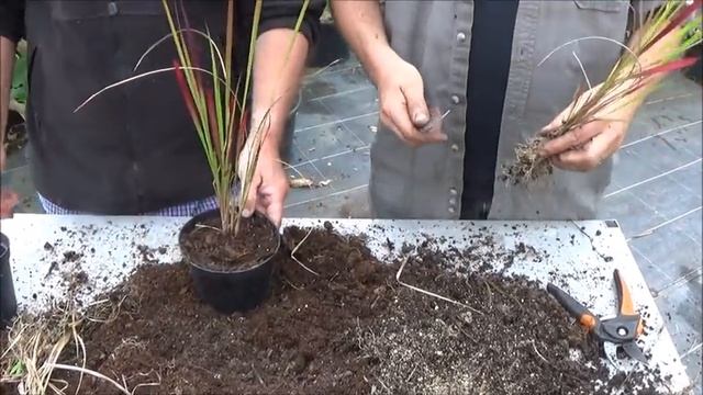 Jardinage :Culture Et Division: Imperata Cylindrica Red Baron: Plante Vivace