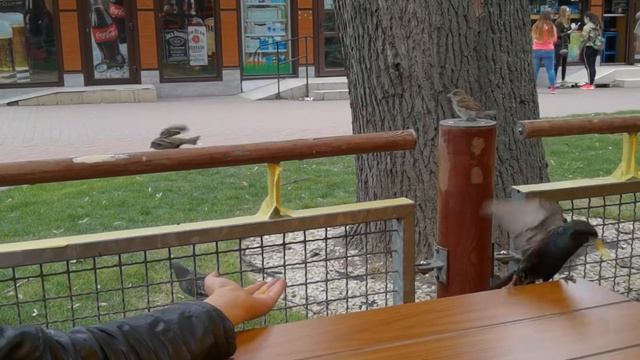 КОРМЛЮ ДИКИХ ПТИЦ🐦 смотреть онлайн
