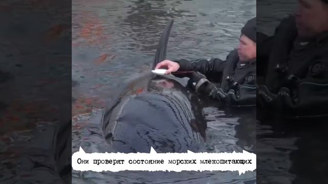 Учёные приехали спасать косаток и белух в бухте Средняя смотреть онлайн