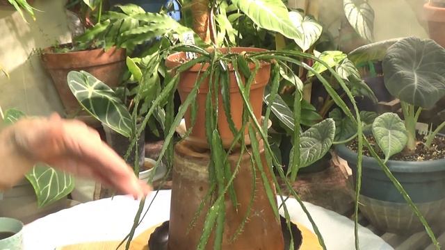 Rhipsalis Lepismium Cruciforme my care & easy propagation смотреть онлайн