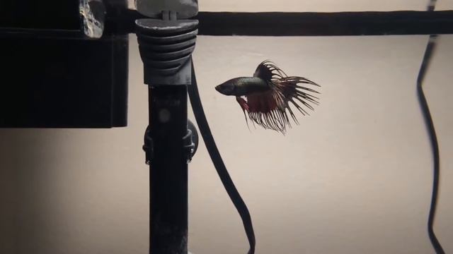 Fish Aquarium Update #5: Introducing Kaneki, Our Male Crowntail Betta!! смотреть онлайн