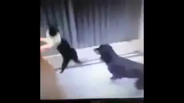 Кот джедай Vine 240p смотреть онлайн
