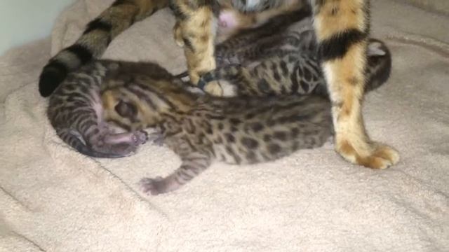 Бенгальские котята (котятам 10 дней) смотреть онлайн