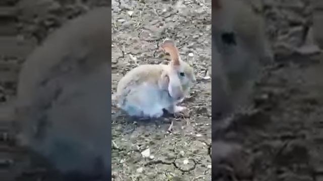 Кролик бегает по участку смотреть онлайн