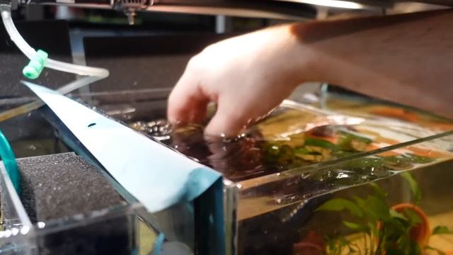 Schmetterlingsbuntbarsch - Zucht | Hobby Züchter verrät Geheimnisse смотреть онлайн