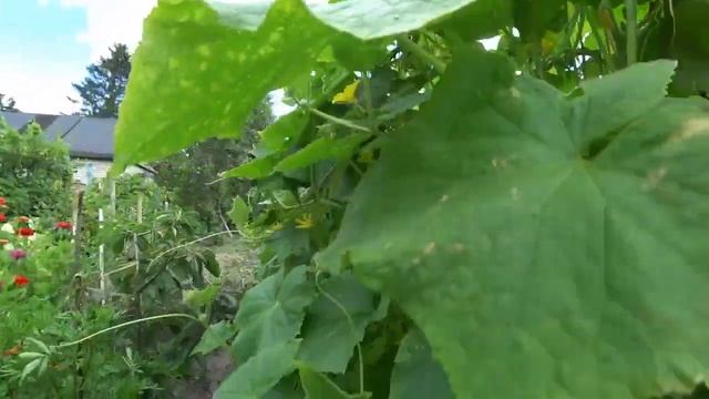 Секрет для Огурцов. Дайте в Августе Огурцам. Подкормка. смотреть онлайн