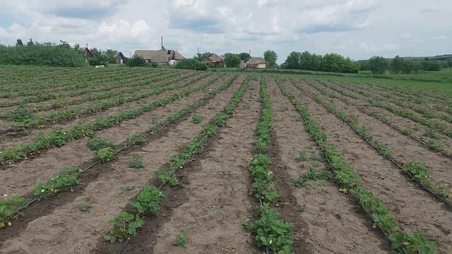 ✔Обзор клубничной плантации// капельный полив в работе// кофетайм смотреть онлайн