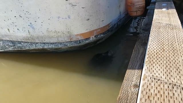 SEAL ATTACKS GIRL!! смотреть онлайн