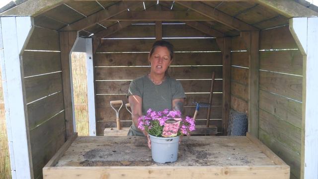 Phlox 'McDaniels Cushion' - Top Tips! смотреть онлайн