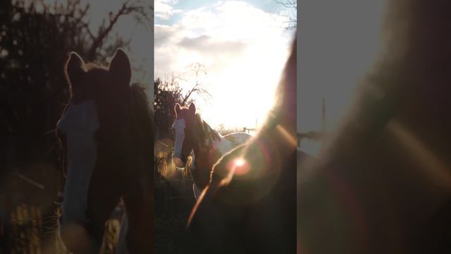 Будут ли в раю верховые животные? смотреть онлайн