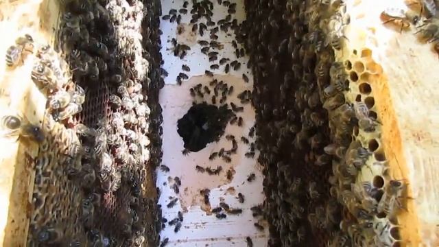 весенние работы с пчелами - вместо ульевого дна , теплый лист пенополистирола - часть 2 - результат смотреть онлайн