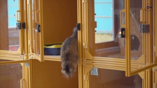 Как устроена зоогостиница? Обзор отеля для животных PetHome