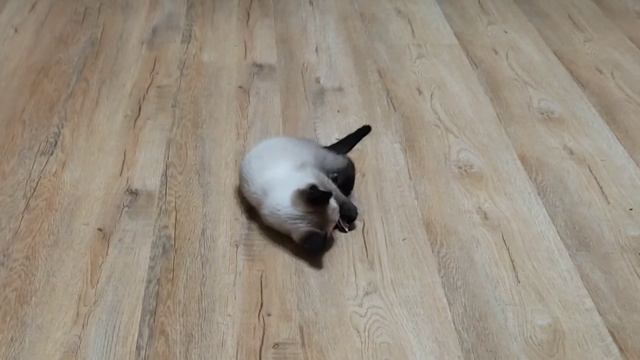 Тайская кошечка смотреть онлайн