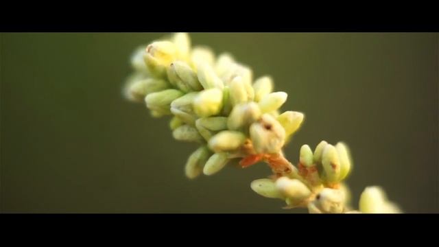 Fujian CCTV 35mm F/1.7 Macro.Test Video оn Sony Nex 5.