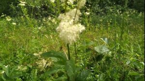 Таволга вязолистная (лабазник) как выглядит