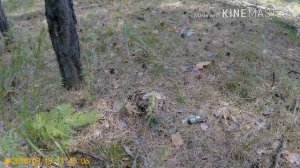 КАК РАСТУТ ГРУЗДИ.КАК И ГДЕ ИСКАТЬ ГРИБЫ ГРУЗДИ