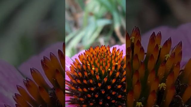 Пурпурная Эхиноцея раскрыла яркие ресницы... смотреть онлайн